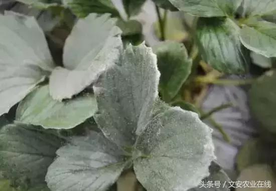 草莓得了红蜘蛛怎么治疗,草莓红蜘蛛病害怎么治病