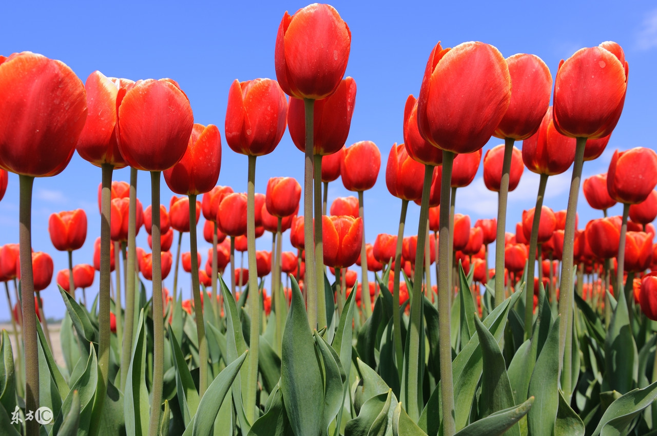 62年生肖虎阳历六月份运势怎么样,98年生肖虎2022年运势及运程