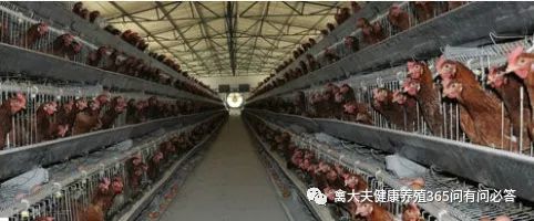 怎么让产蛋鹅多下蛋,让蛋鸭多产蛋的方法