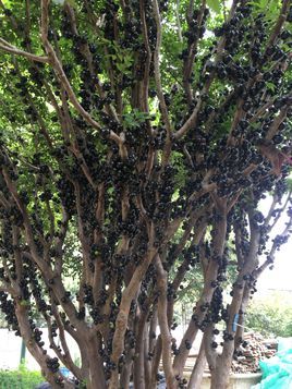 这三种水果你吃过了吗,这7种水果你吃过吗