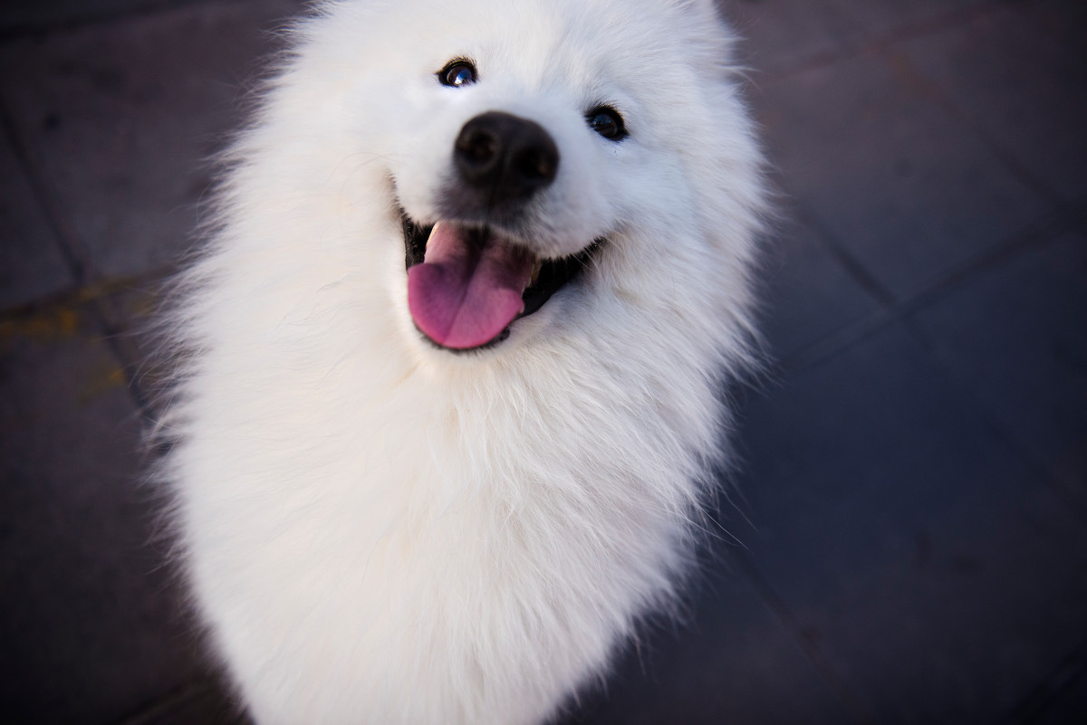 怀孕期间可以养鹦鹉吗,怀孕期间可以养动物吗