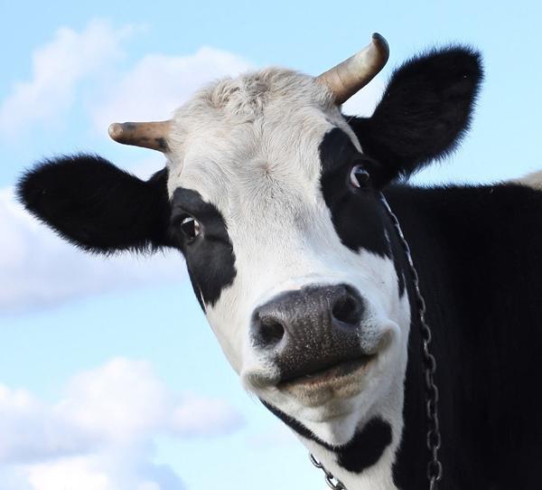 世界上最顶级的牛品种排名前10,体型大的国内牛种排名