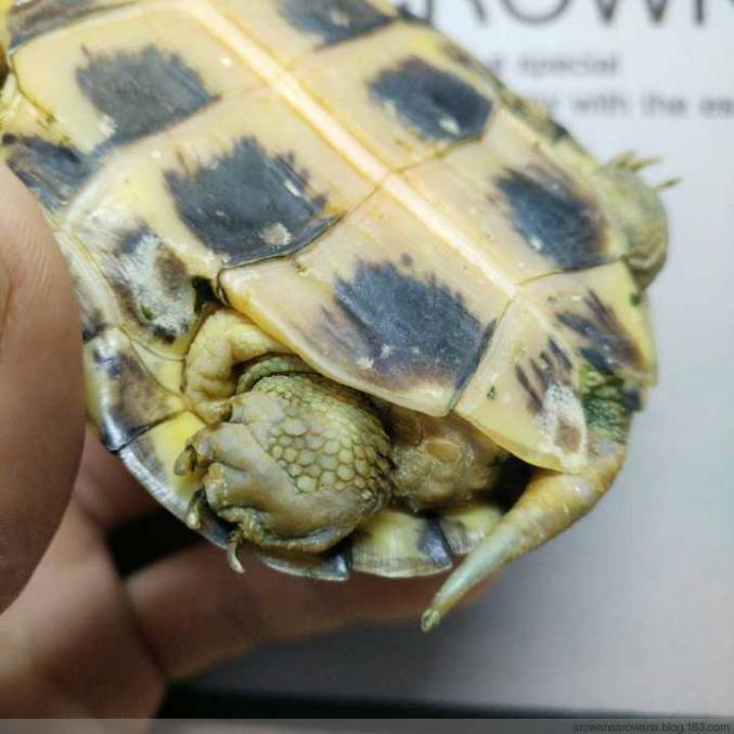 牛蛙水霉和腐皮烂身的区别,快速区分水霉