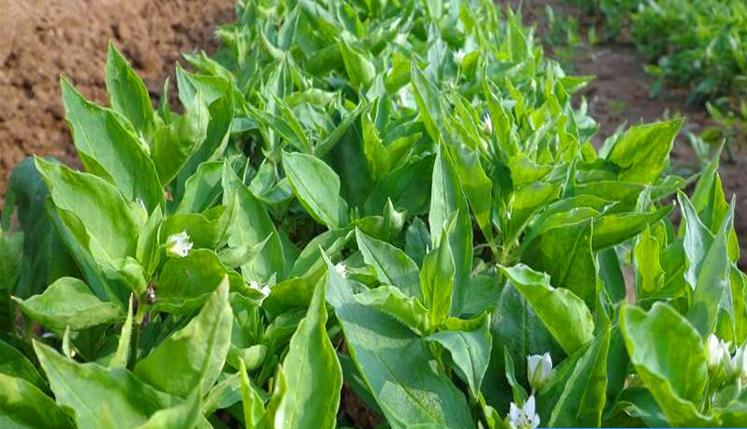 青钱柳；太子参具体高产栽培管理技术措施