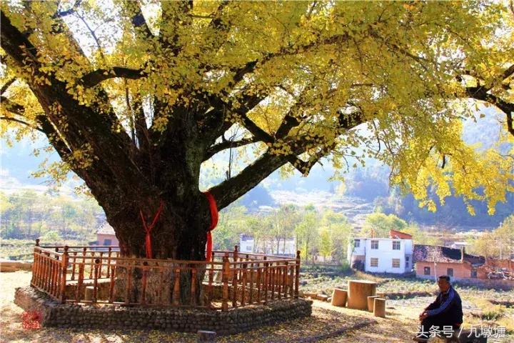 美醉了!了不起的金寨