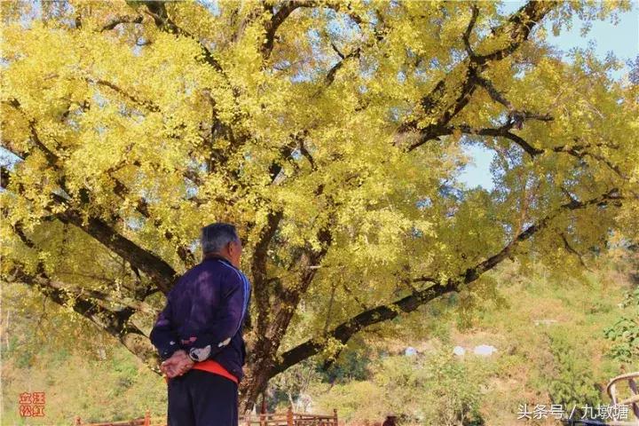 美醉了!了不起的金寨