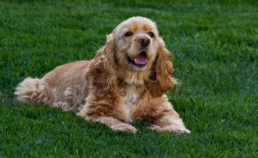 狗狗的品种以及品种的遗传病，*友狗**们要多加注意啊！