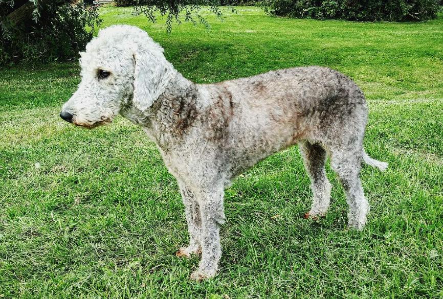 狗狗的品种以及品种的遗传病，*友狗**们要多加注意啊！