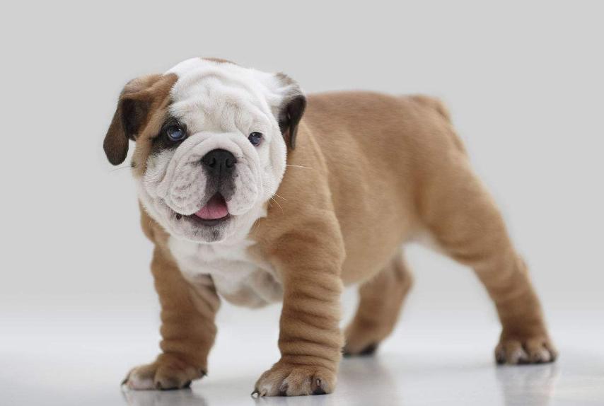 狗狗的品种以及品种的遗传病，*友狗**们要多加注意啊！