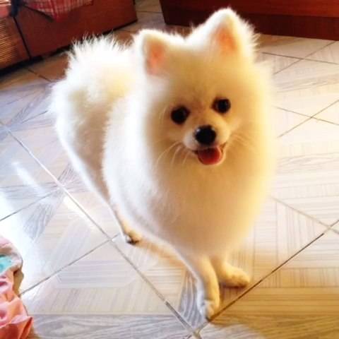 狗狗的品种以及品种的遗传病，*友狗**们要多加注意啊！