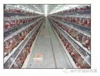 怎么让产蛋鹅多下蛋,让蛋鸭多产蛋的方法