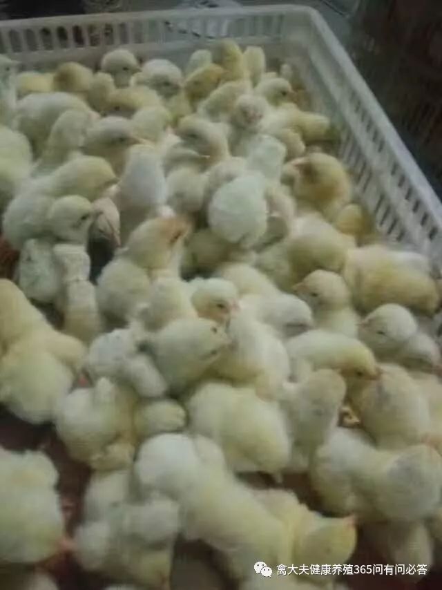 怎么让产蛋鹅多下蛋,让蛋鸭多产蛋的方法