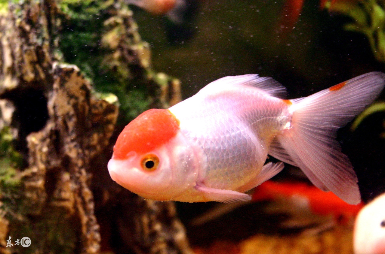 鱼类养殖方法,银龙鱼里面还可以养什么鱼