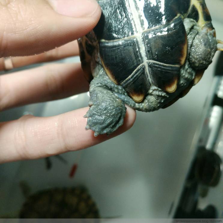 牛蛙水霉和腐皮烂身的区别,快速区分水霉