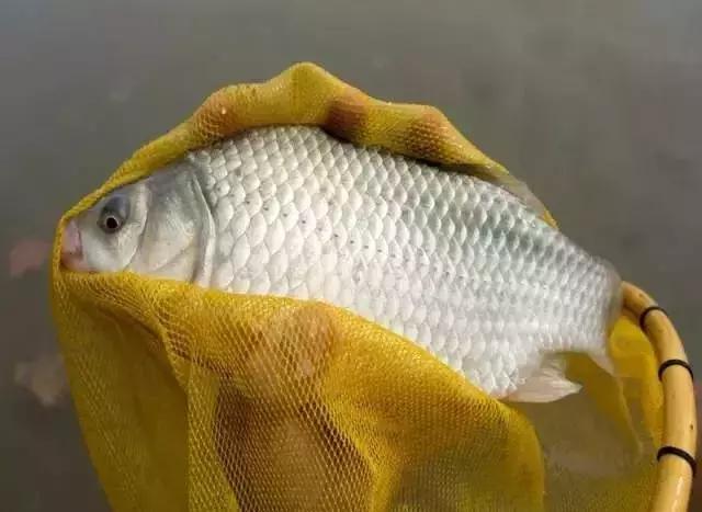 冬钓鲫鱼隔夜窝技巧,冬钓鲫鱼怎么越钓越没口