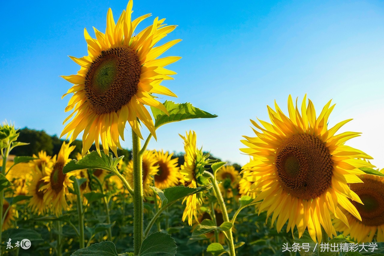 重庆方言吃饭怎么说,重庆各地方言吃怎么说