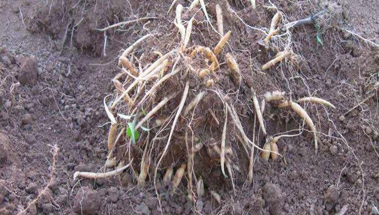 青钱柳；太子参具体高产栽培管理技术措施