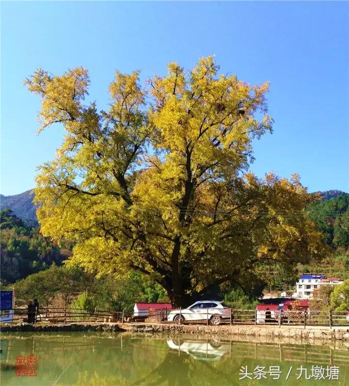 美醉了!了不起的金寨