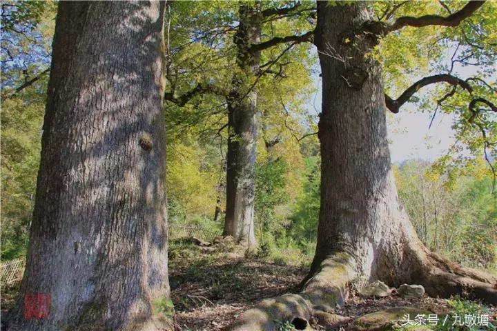 美醉了!了不起的金寨