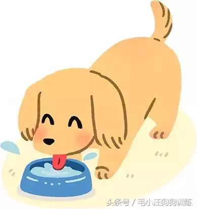 毛小汪训犬课堂,狗狗泪痕重是什么原因引起的