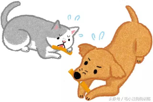 毛小汪训犬课堂,狗狗泪痕重是什么原因引起的