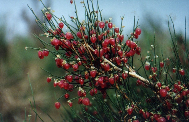 这三种水果你吃过了吗,这7种水果你吃过吗