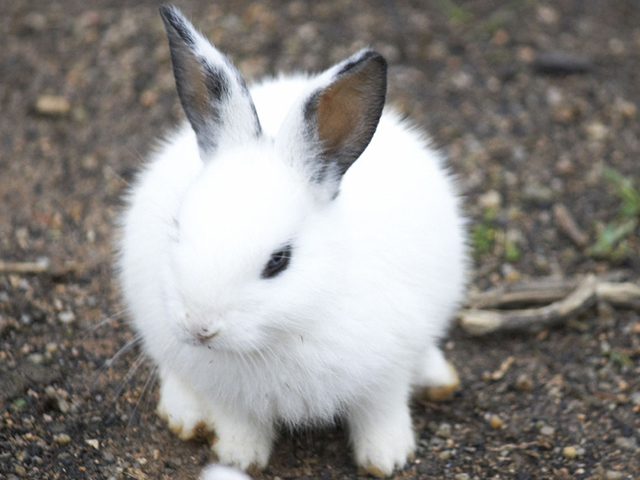 农历1987年属兔11月12日运势详解,1987年属兔的2022年的运势怎么样