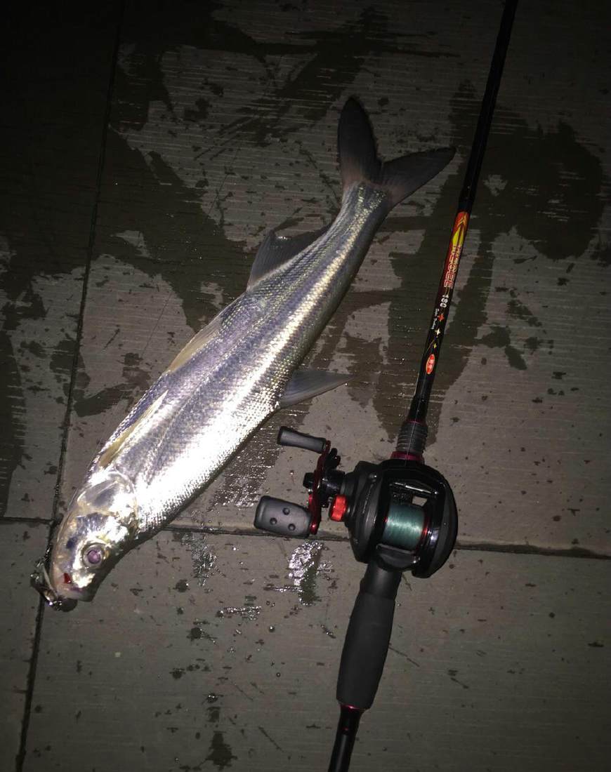 钓友夜钓收获大青鱼,新手路亚钓到的大鱼