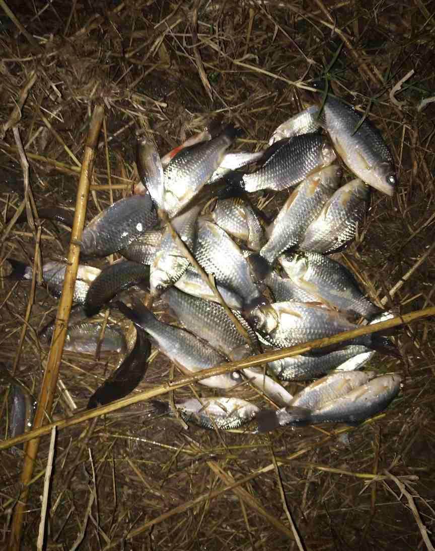 钓友夜钓收获大青鱼,新手路亚钓到的大鱼