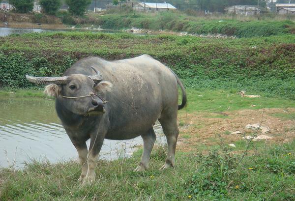 世界上最顶级的牛品种排名前10,体型大的国内牛种排名