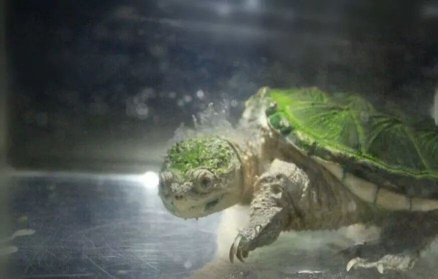 牛蛙水霉和腐皮烂身的区别,快速区分水霉