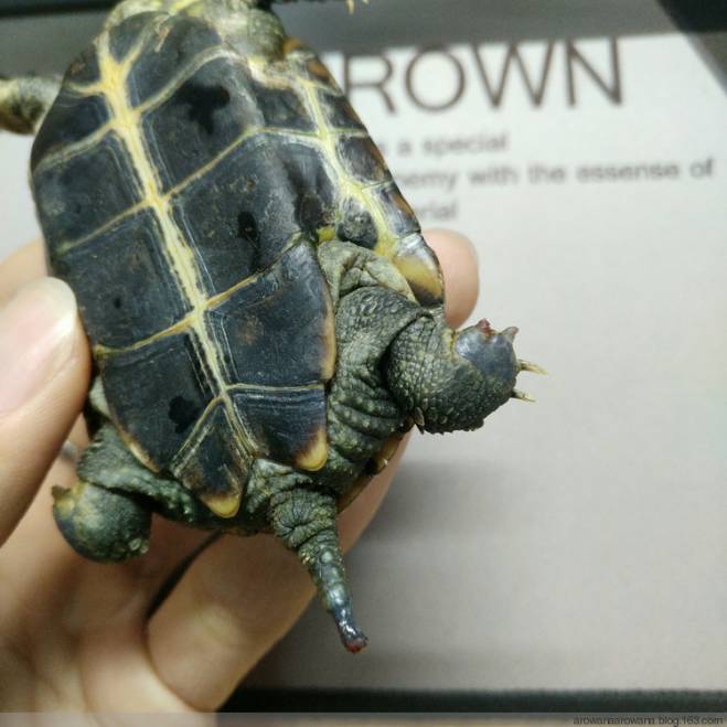 牛蛙水霉和腐皮烂身的区别,快速区分水霉