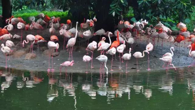 广州长隆旅游攻略详细图,广州长隆自由行旅游攻略