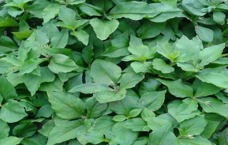 青钱柳；太子参具体高产栽培管理技术措施