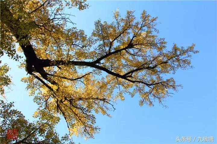 美醉了!了不起的金寨