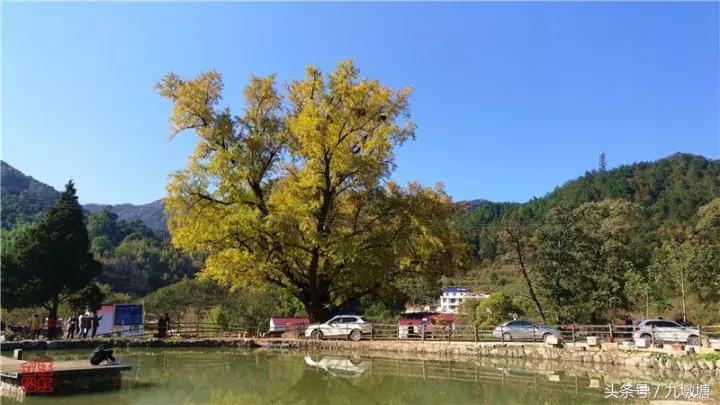 美醉了!了不起的金寨