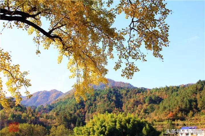 美醉了!了不起的金寨