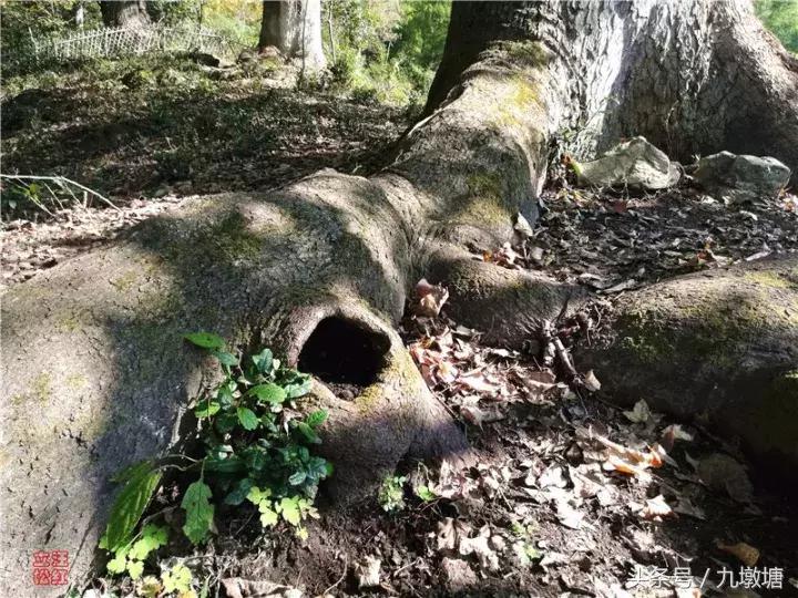 美醉了!了不起的金寨