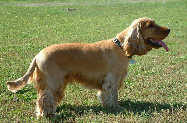 英国可卡犬名字大全集,萌宠狗狗英国可卡犬