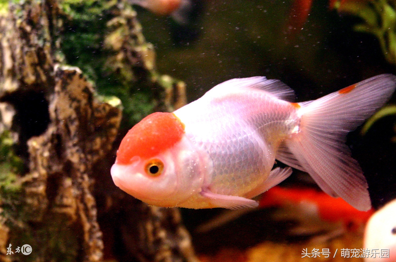 淡水观赏鱼用什么药好使,水产鱼药可以用于观赏鱼