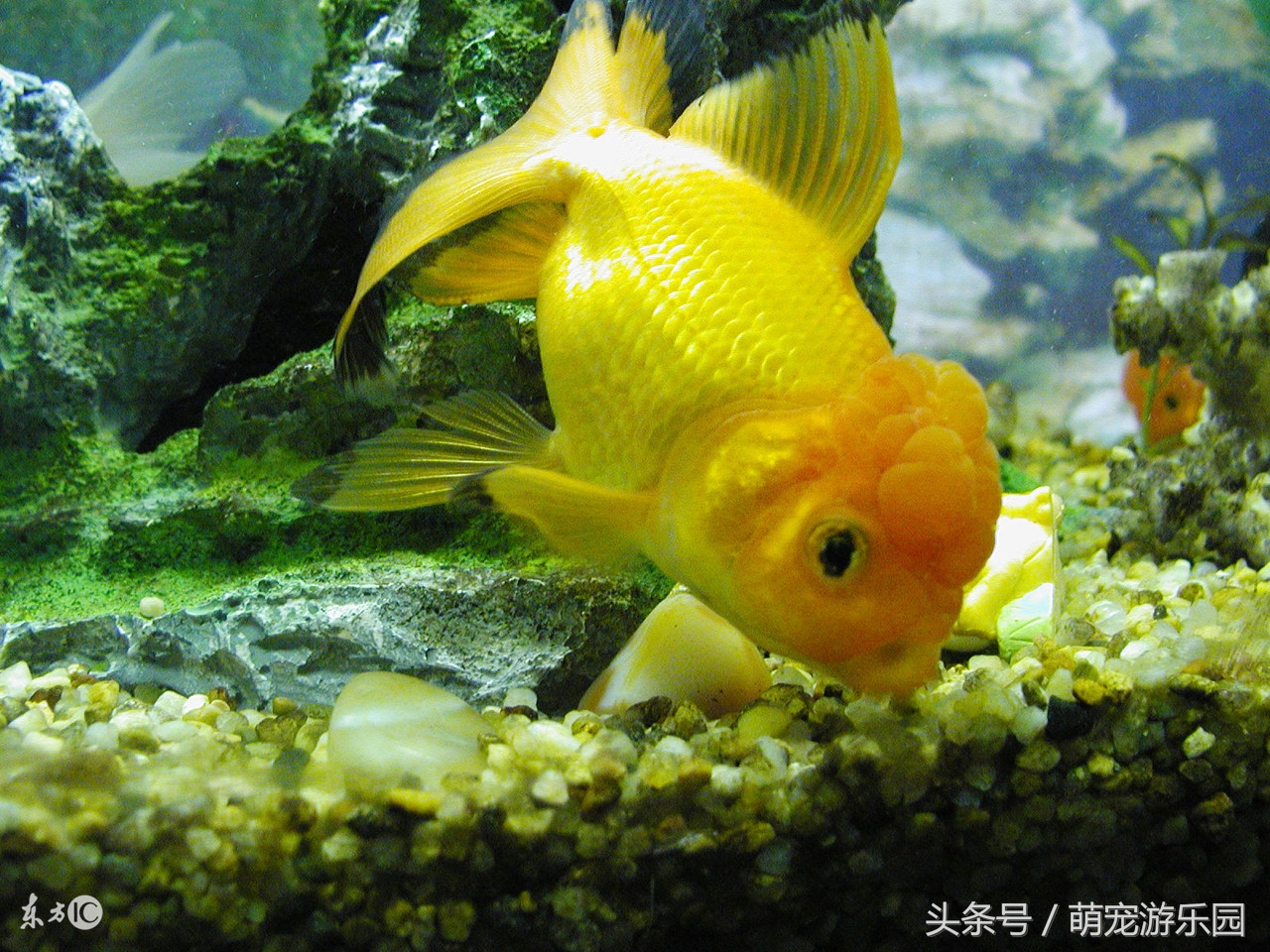 淡水观赏鱼用什么药好使,水产鱼药可以用于观赏鱼