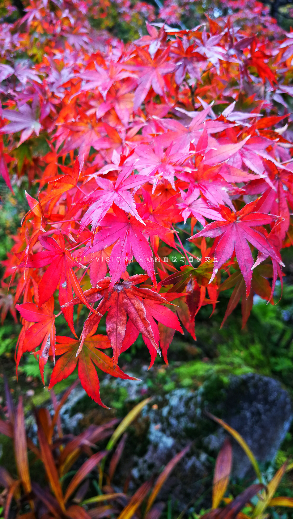 去东京玩用什么攻略,东京攻略东京