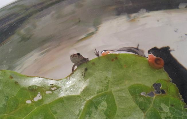 农村很多人不知道的养羊技术,一般人不知道的养殖项目