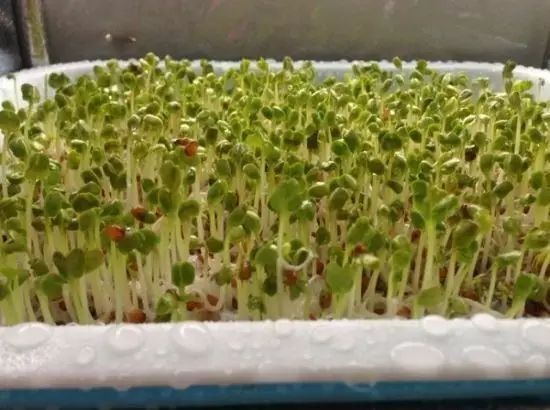 处理衣服发霉的小妙招,衣服发霉有小白点怎么处理