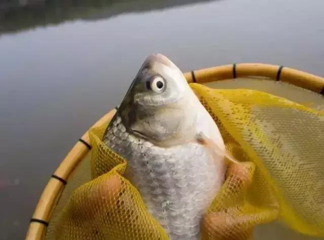 冬钓鲫鱼隔夜窝技巧,冬钓鲫鱼怎么越钓越没口