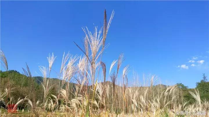 美醉了!了不起的金寨