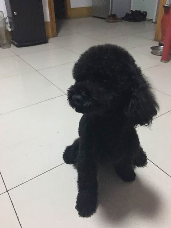 养泰迪真好吗,养黑泰迪好还是灰泰迪好