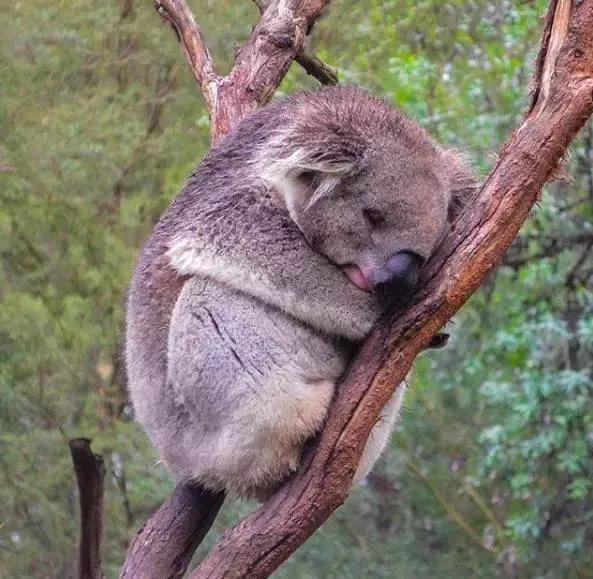这十个成熟的小建议，送给在澳大利亚单独旅行的你！