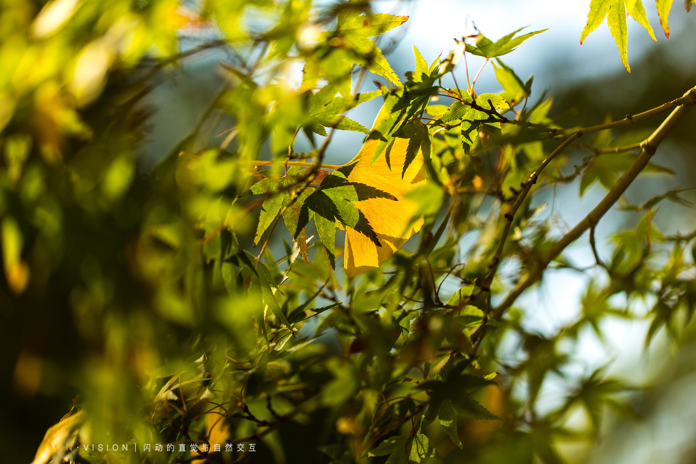 去东京玩用什么攻略,东京攻略东京