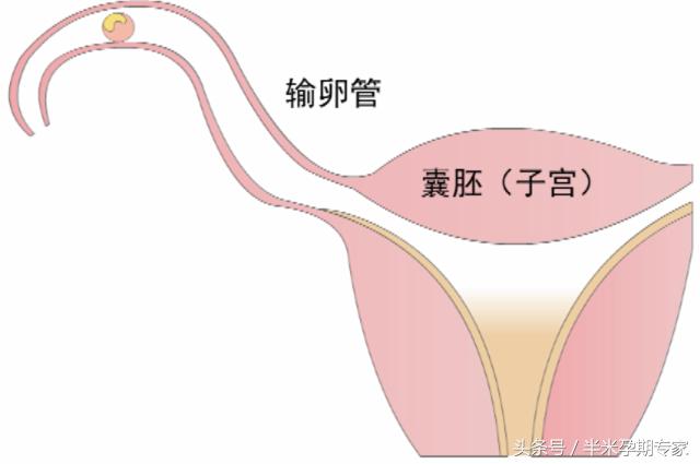 怀孕第一次b超看得到宝宝吗,孕早期几天b超才可以看到宝宝